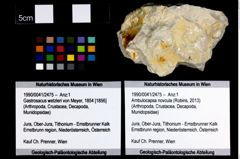 Foto (Objekt + Etikett) von Ambulocapsa novcula (Robins, 2013)  (NHMW-GEO-1990-0041-2475)